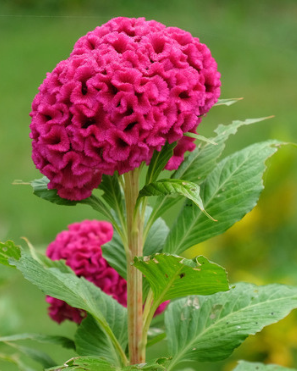 Celosia Flower seeds for Planting Fragrant Blossoms Heirloom & GMO Free Seeds for Home Garden