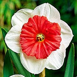 White Red Double Narcissus Flower Seeds for Planting Colorful Display Heirloom & GMO Free Seeds for Home Garden
 
 Sale