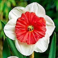 White Red Double Narcissus Flower Seeds for Planting Colorful Display Heirloom & GMO Free Seeds for Home Garden
 
 Sale