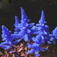 Blue Astilbe Flower Seeds for Planting