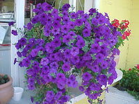 Violet Petunia Hanging Flower Seeds for Planting – Heirloom NONGMO Easy to Grow Garden Blooms 
 
 Sale
