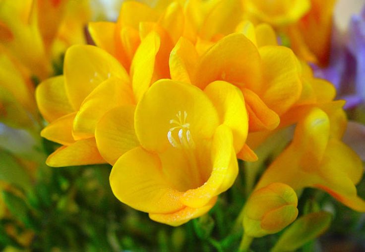 Yellow Fragrant Flower Seeds Planting Guide