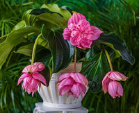 Pink Medinilla Flower seeds for Planting - Easy to Grow, Heirloom & GMO Free Seeds for Home Garden