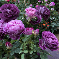 Thick Violet Rose Seeds  Perfect for Planting