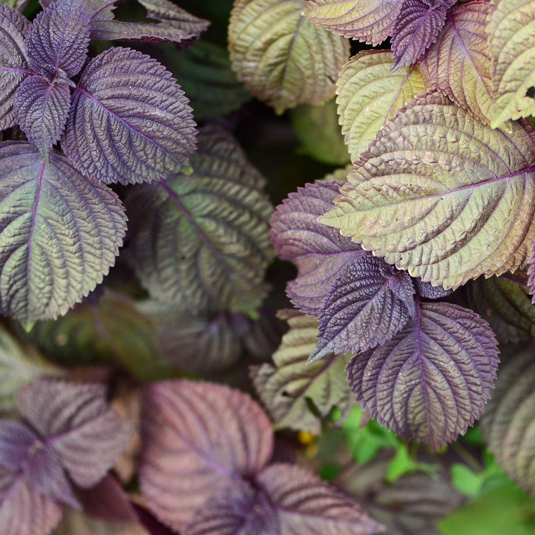 Purple Perilla Flower seeds for Planting - Cottage Garden Essential, Heirloom & GMO Free Seeds for Home Garden