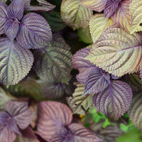 Purple Perilla Flower seeds for Planting - Cottage Garden Essential, Heirloom & GMO Free Seeds for Home Garden