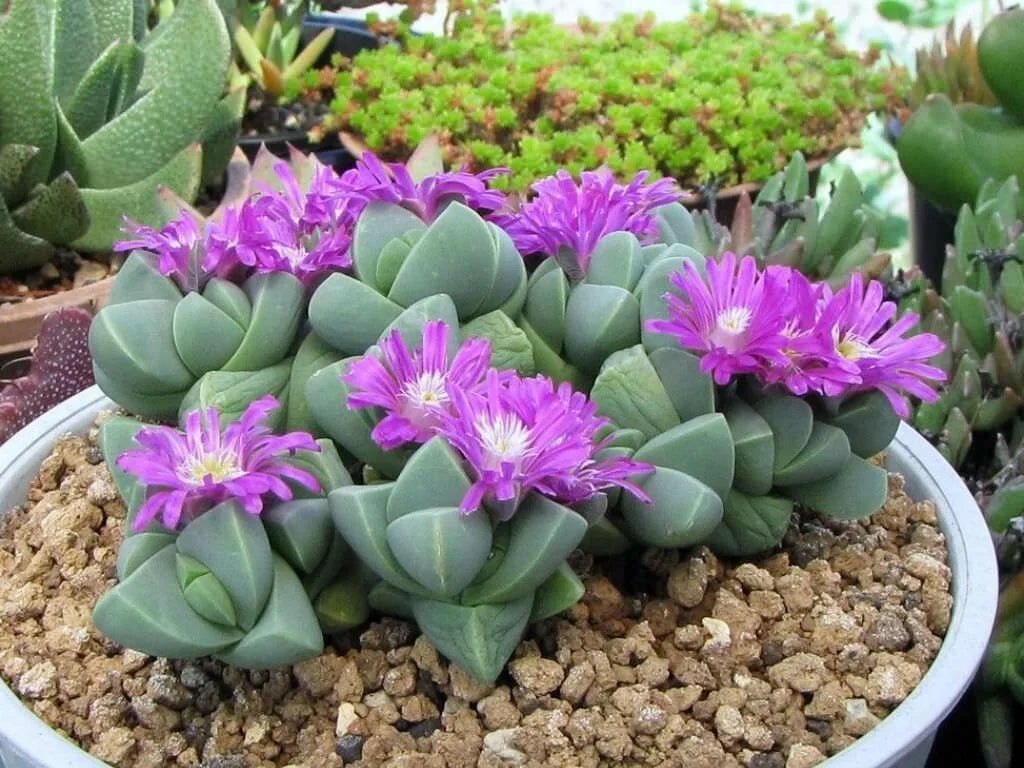 Mixed Gibbaeum Flower seeds for Planting - Seasonal Bloomer, Heirloom & GMO Free Seeds for Home Garden
