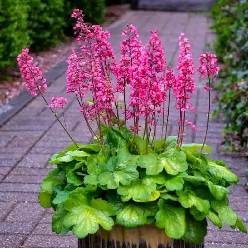 Pink Heuchera Flower seeds for Planting - Seasonal Bloomer, Heirloom & GMO Free Seeds for Home Garden