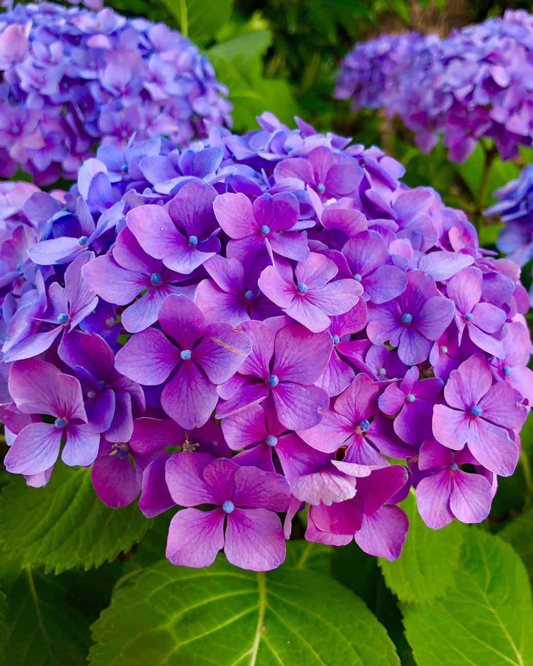 Purple Hydrangea Flower seeds for Planting - Low Maintenance, Heirloom & GMO Free Seeds for Home Garden