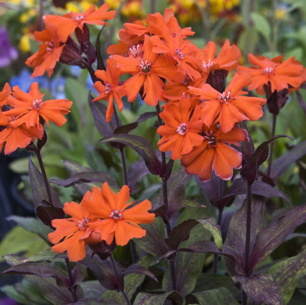 Red Orange Lychnis Arkwrightii Flower seeds for Planting - Shade Tolerant, Heirloom & GMO Free Seeds for Home Garden