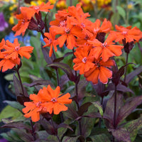 Red Orange Lychnis Arkwrightii Flower seeds for Planting - Shade Tolerant, Heirloom & GMO Free Seeds for Home Garden