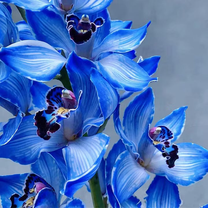 Blue Cymbidium Flower seeds for Planting Long Bloom Season Heirloom & GMO Free Seeds for Home Garden
 
 Sale