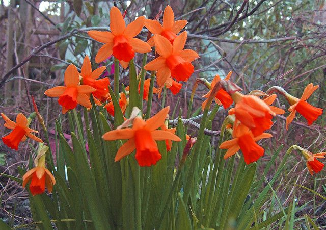 Orange Daffodil Flower seeds for Planting Sun Loving Heirloom & GMO Free Seeds for Home Garden