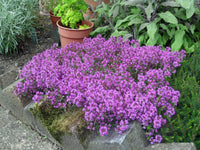 Purple Creeping Thyme Flower seeds for Planting Seasonal Bloomer Heirloom & GMO Free Seeds for Home Garden 
 
 Sale