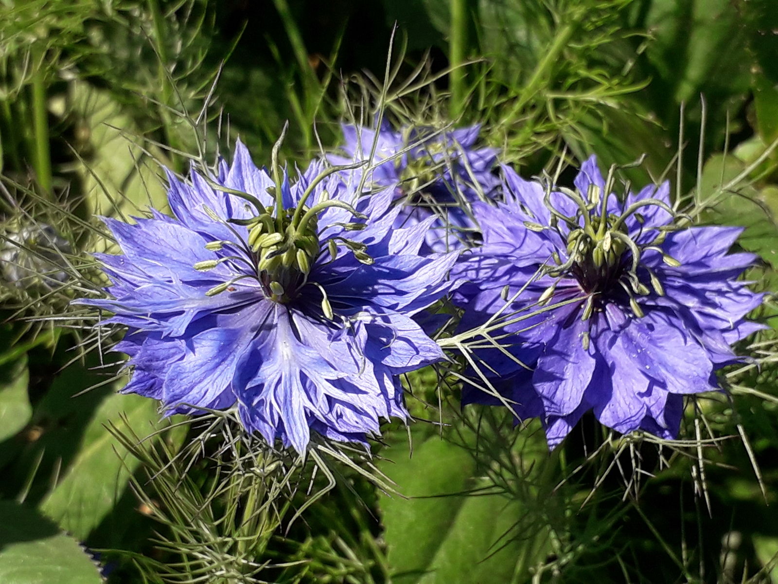 Pink Nigella Damascena Seeds for Planting - Annual Flower Seeds for Spring Gardening