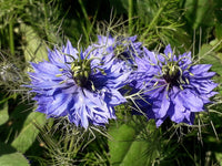 Pink Nigella Damascena Seeds for Planting - Annual Flower Seeds for Spring Gardening