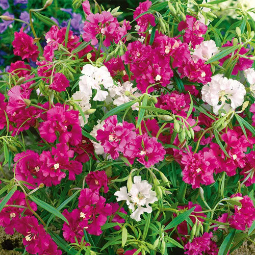 Pink Clarkia Flower seeds for Planting - Compact Growth, Heirloom & GMO Free Seeds for Home Garden