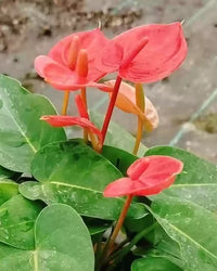 Anthurium Flower seeds for Planting - Easy to Grow, Heirloom & GMO Free Seeds for Home Garden