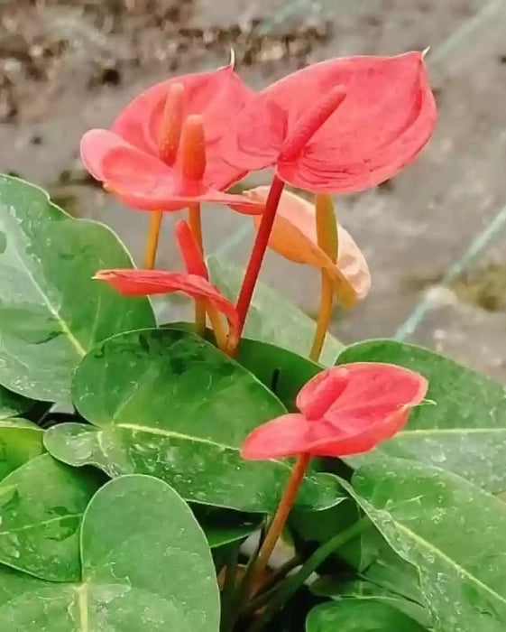 Anthurium Flower seeds for Planting - Easy to Grow, Heirloom & GMO Free Seeds for Home Garden
