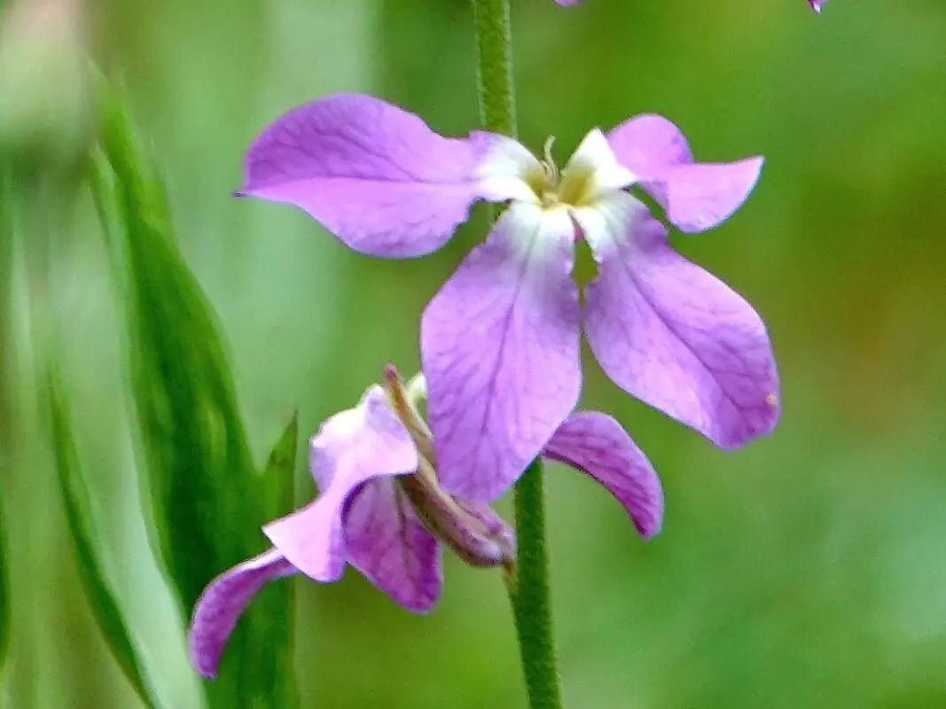 Mathiola Longipetala Flower seeds for Planting Bright Blooms Heirloom & GMO Free Seeds for Home Garden 
 
 Sale