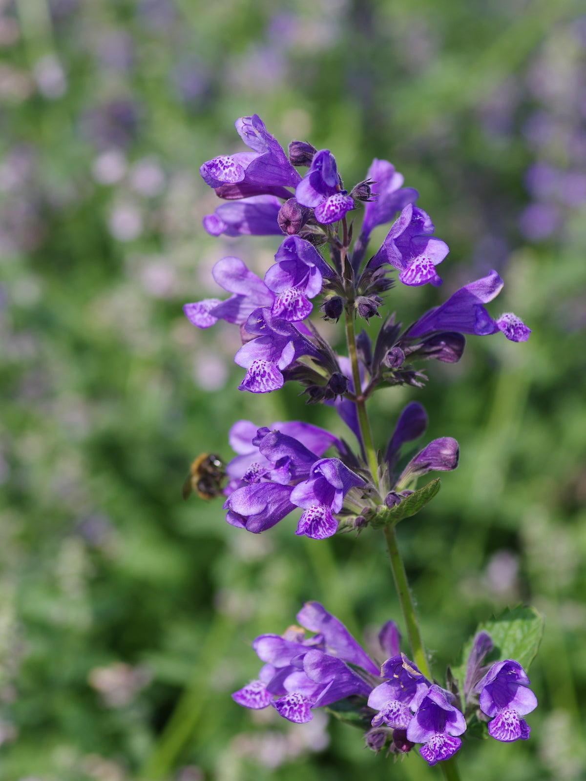 Nepeta Flower seeds for Planting Low Maintenance Heirloom & GMO Free Seeds for Home Garden