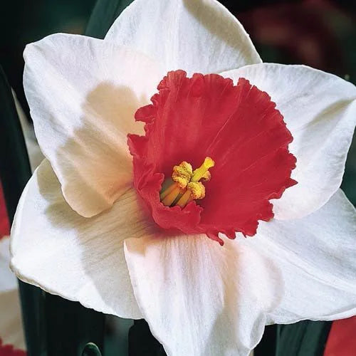 Red White Daffodil Flower Seeds for Planting Wildflower Mix Heirloom & GMO Free Seeds for Home Garden
 
 Sale