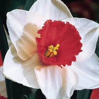 Red White Daffodil Flower Seeds for Planting Wildflower Mix Heirloom & GMO Free Seeds for Home Garden
 
 Sale