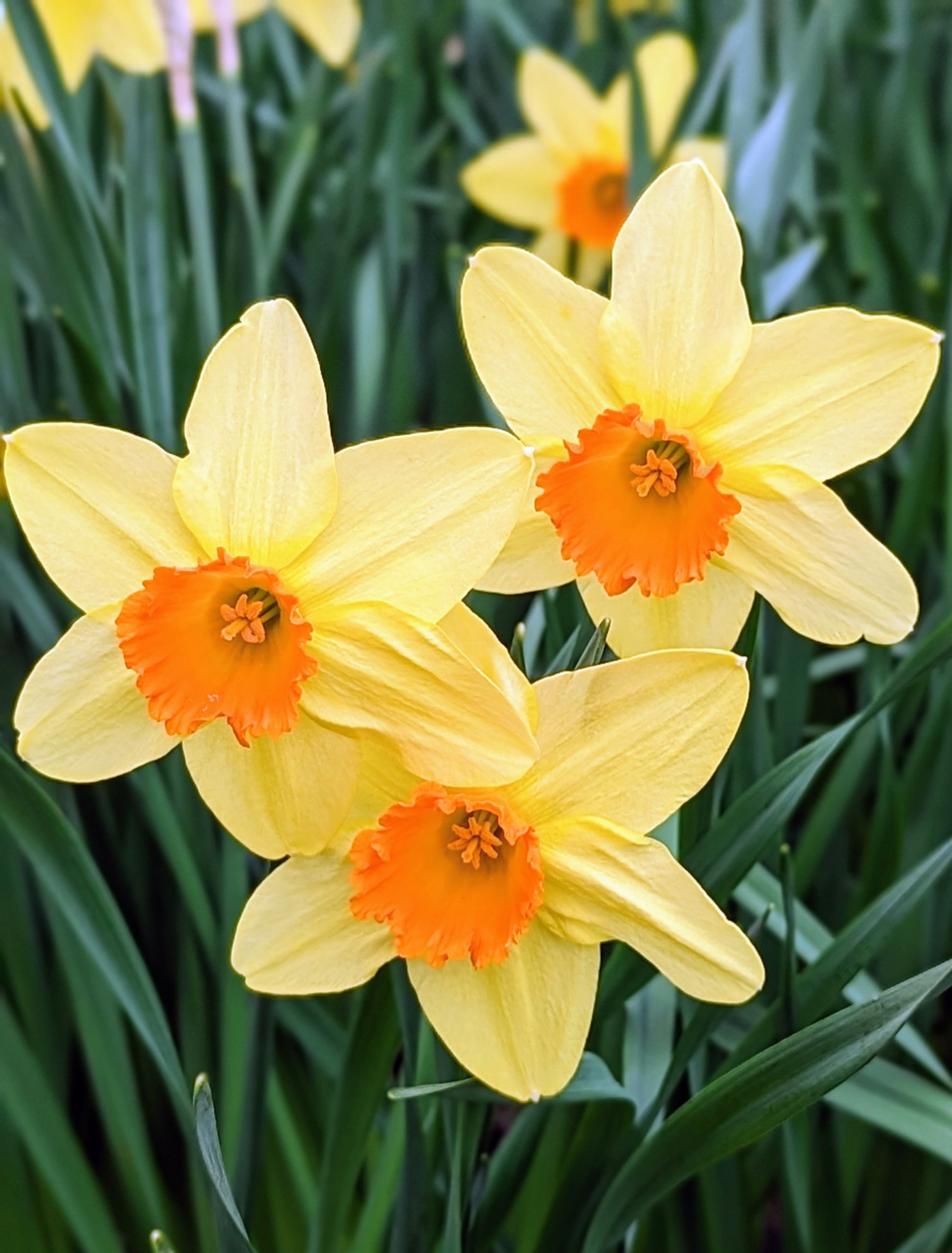 Daffodil Flower Close-Up Cream and Orange