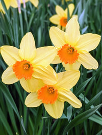 Daffodil Flower Close-Up Cream and Orange