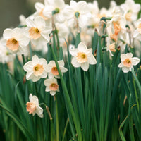 White Daffodil Flower Seeds Flower seeds for Planting Compact Growth Heirloom & GMO Free Seeds for Home Garden