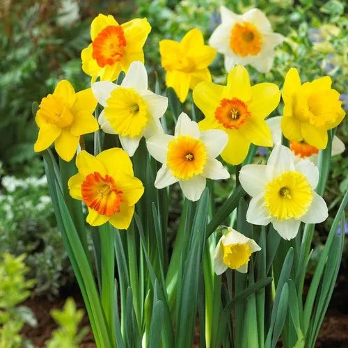 Yellow Red Double Petals Narcissus Daffodil Flower Seeds for Planting Shade Tolerant Heirloom & GMO Free Seeds for Home Garden
 
 Sale