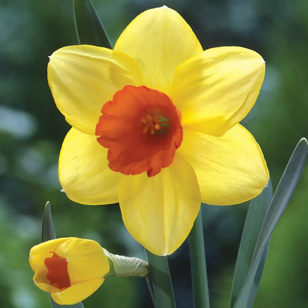 Orange Red Daffodil flowers in spring garden