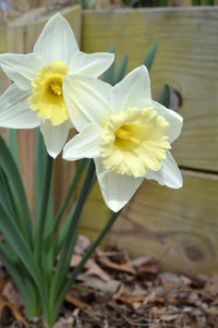 Pale Yellow Daffodil Flower Seeds for Planting Cottage Garden Essential Heirloom & GMO Free Seeds for Home Garden
 
 Sale