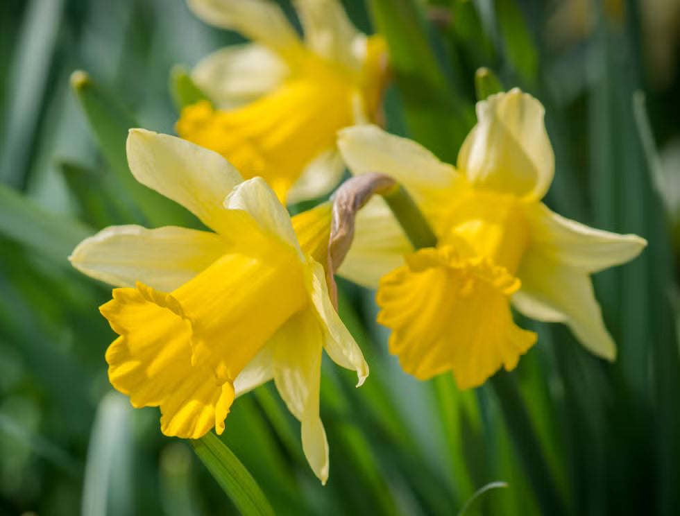 Daffodils Flower seeds for Planting - Low Maintenance, Heirloom & GMO Free Seeds for Home Garden
