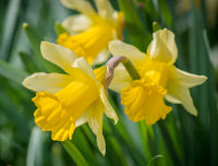 Daffodils Flower seeds for Planting - Low Maintenance, Heirloom & GMO Free Seeds for Home Garden