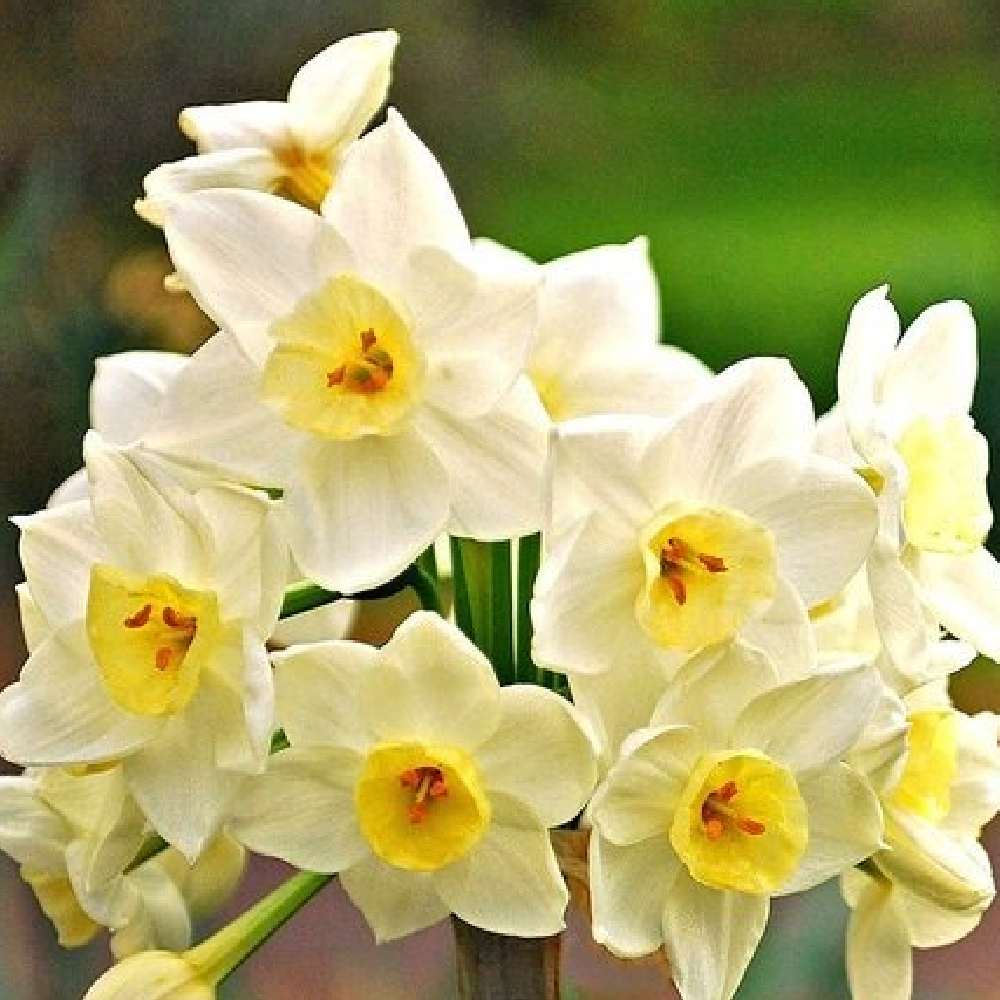 Daffodil Flower seeds for Planting - Low Maintenance, Heirloom & GMO Free Seeds for Home Garden