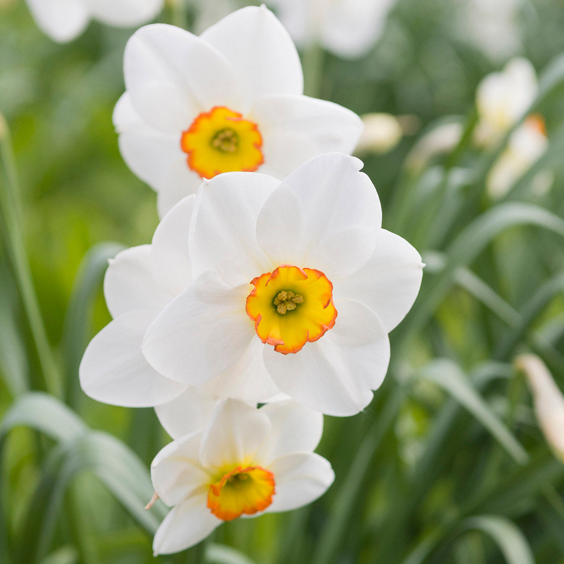 Daffodil Flower Planting Seeds for Vibrant Spring Blooms