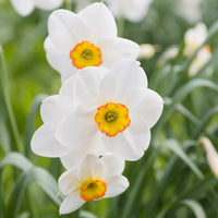 Daffodil Flower Planting Seeds for Vibrant Spring Blooms