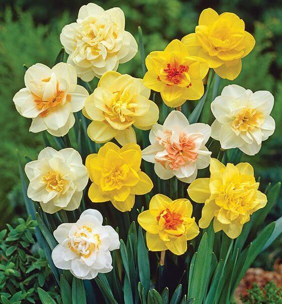 Daffodil Flower seeds for Planting Sun Loving Heirloom & GMO Free Seeds for Home Garden
