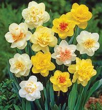 Daffodil Flower seeds for Planting Sun Loving Heirloom & GMO Free Seeds for Home Garden