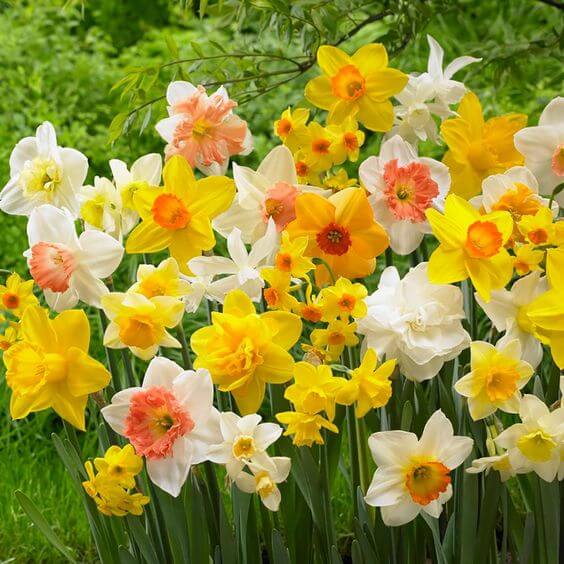 Mixed Daffodils Flower Seeds for Planting Colorful Display Heirloom & GMO Free Seeds for Home Garden
 
 Sale