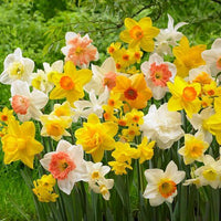 Mixed Daffodils Flower Seeds for Planting Colorful Display Heirloom & GMO Free Seeds for Home Garden
 
 Sale