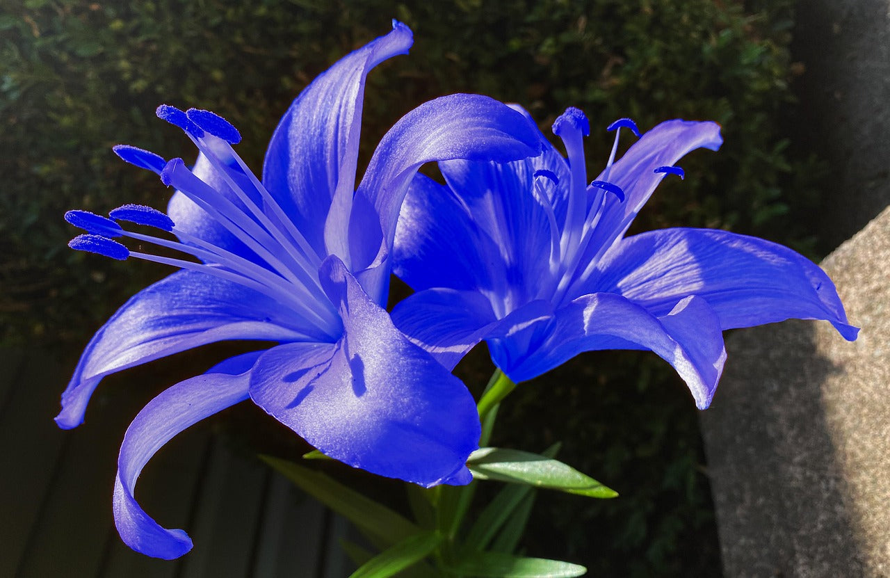 Blue Daffodils Flower seeds for Planting Cottage Garden Essential Heirloom & GMO Free Seeds for Home Garden