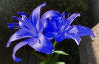 Blue Daffodils Flower seeds for Planting Cottage Garden Essential Heirloom & GMO Free Seeds for Home Garden
