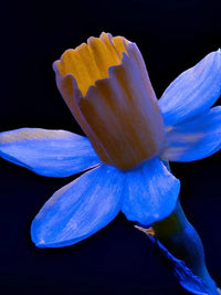 Blue Narcissus Flower Seeds for Garden Sun Loving Heirloom & GMO Free Seeds for Home Garden
 
 Sale