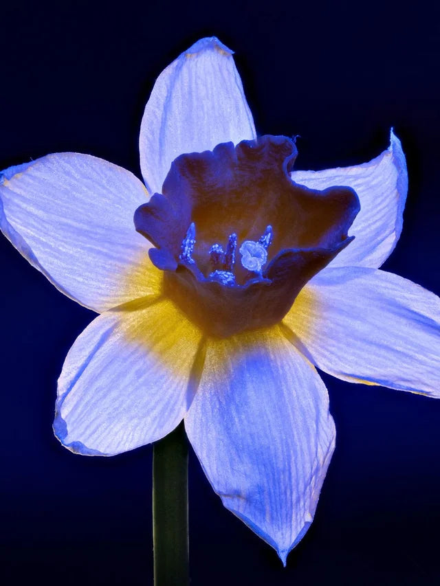 Blue Yellow Narcissus Flower seeds for Planting - Easy to Grow, Heirloom & GMO Free Seeds for Home Garden