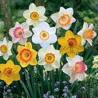 Mixed Colour Double Narcissus Flower Seeds for Planting Garden Favorite Heirloom & GMO Free Seeds for Home Garden
 
 Sale