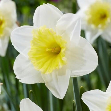 White Daffodil Flower Seeds for Planting Long Bloom Season Heirloom & GMO Free Seeds for Home Garden
 
 Sale