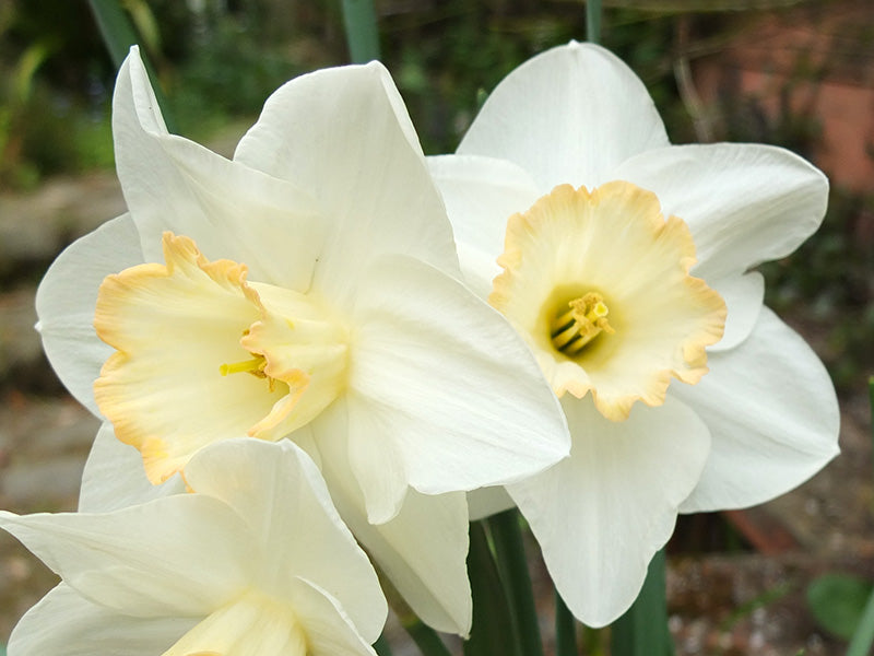 Pale Yellow Daffodil Flower Seeds for Planting Cottage Garden Essential Heirloom & GMO Free Seeds for Home Garden
 
 Sale