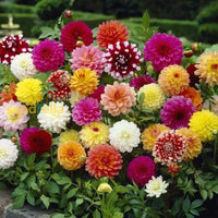 Butterscotch Dahlia flowers for decoration
